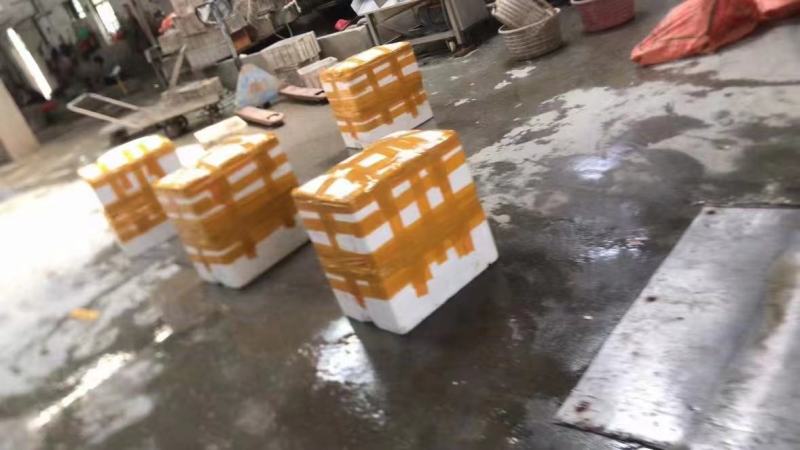 南澳蚝广东潮州蚝全壳半壳