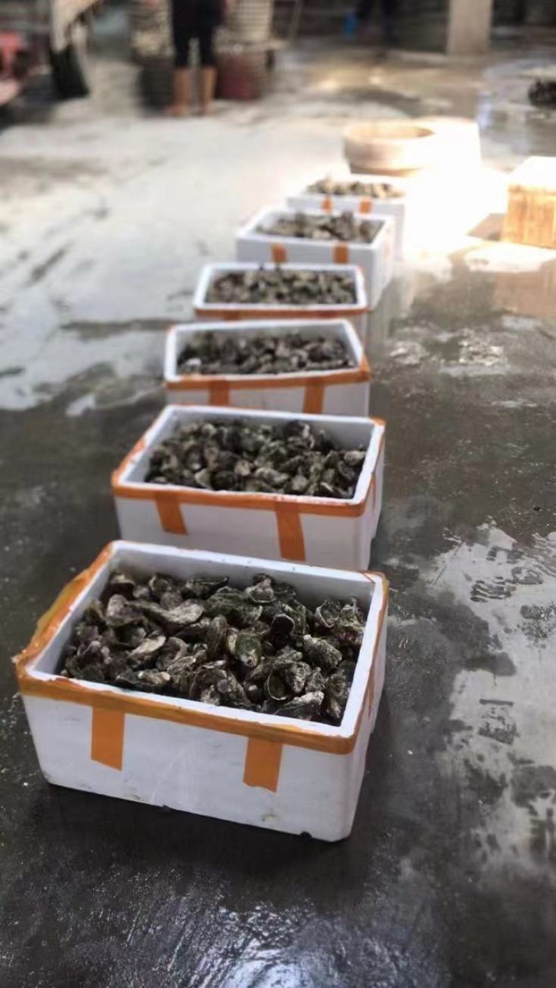南澳蚝广东潮州蚝全壳半壳