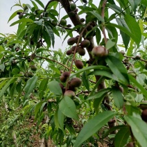 晚熟珍珠枣油桃，即将上市