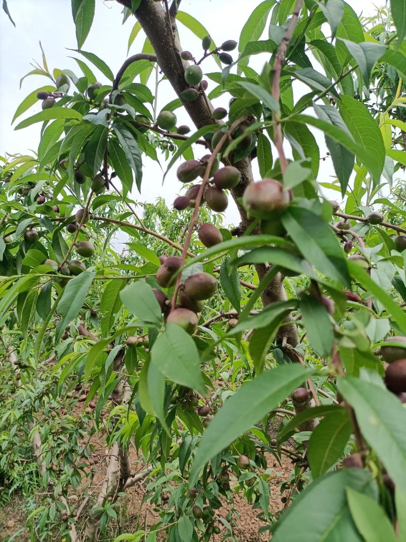 晚熟珍珠枣油桃，即将上市