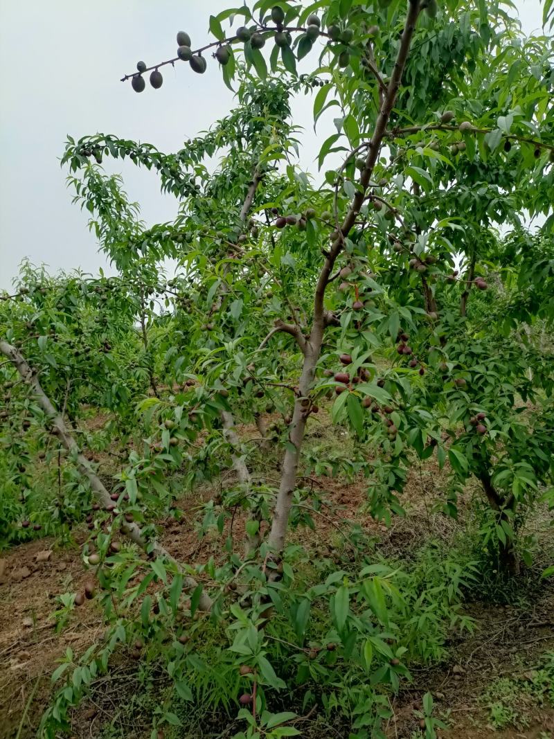 晚熟珍珠枣油桃，即将上市