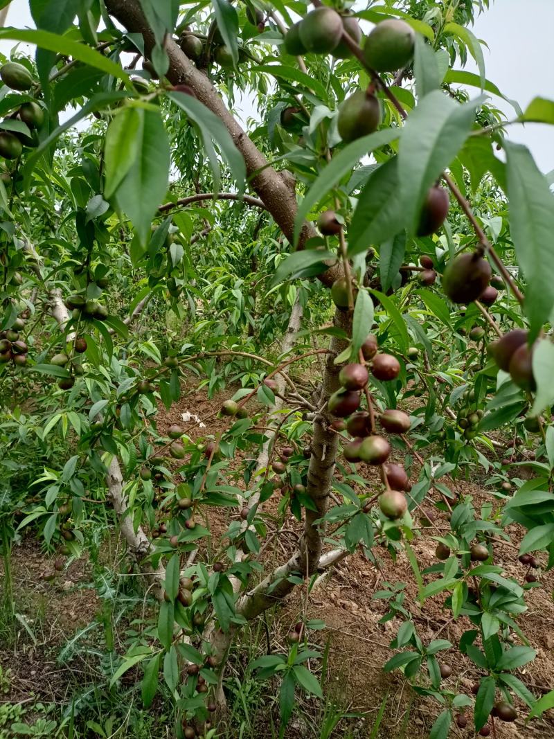 晚熟珍珠枣油桃，即将上市