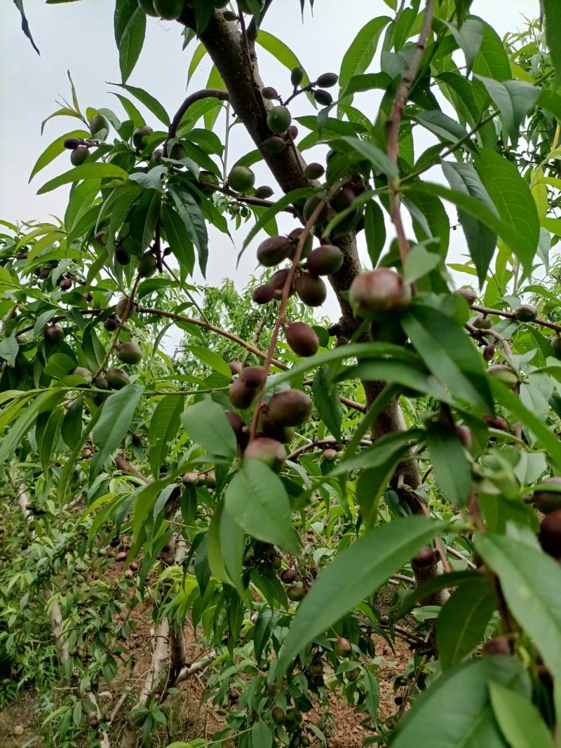 晚熟珍珠枣油桃，即将上市