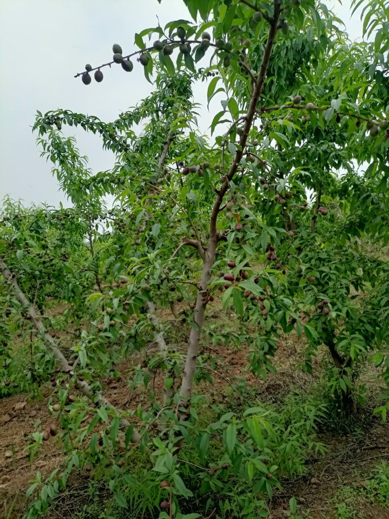晚熟珍珠枣油桃，即将上市