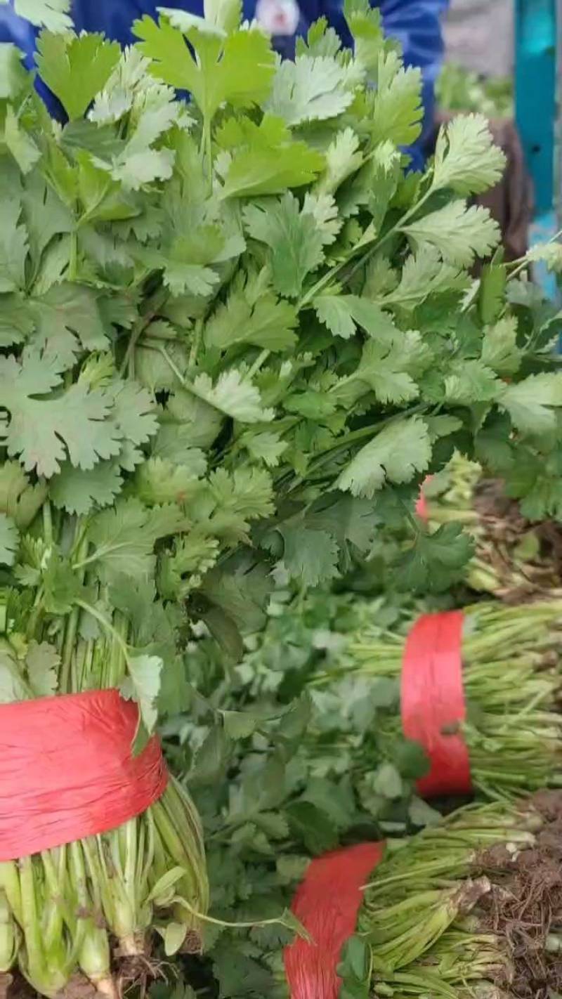 山东德州禹城大叶香菜，粗细均匀，叶片油亮，产配套服务齐全