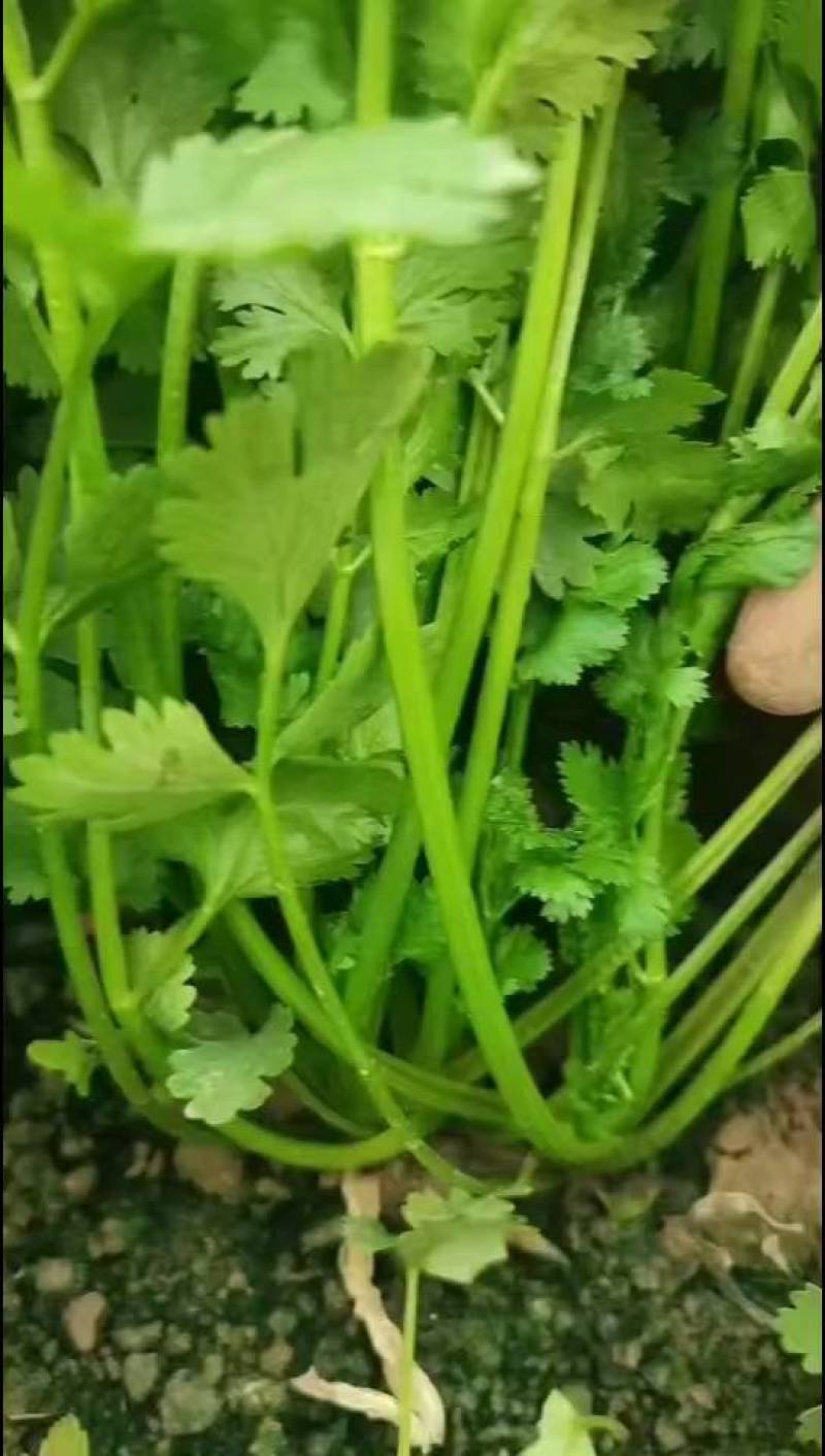 山东德州禹城大叶香菜，粗细均匀，叶片油亮，产配套服务齐全