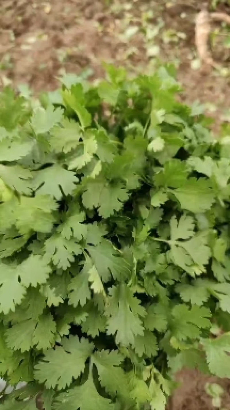 山东德州禹城大叶香菜，粗细均匀，叶片油亮，产配套服务齐全