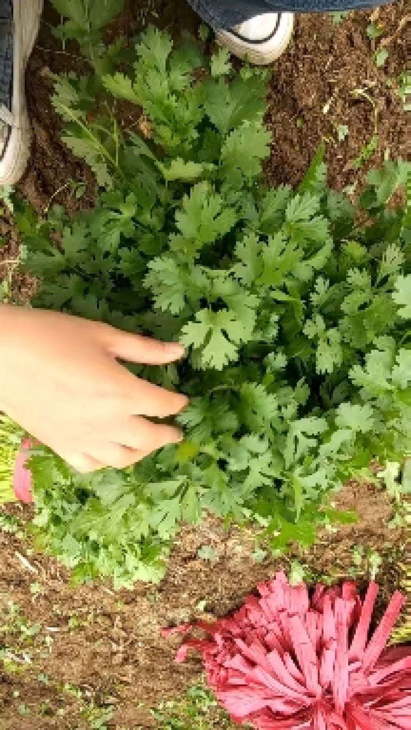 山东德州禹城大叶香菜，粗细均匀，叶片油亮，产配套服务齐全