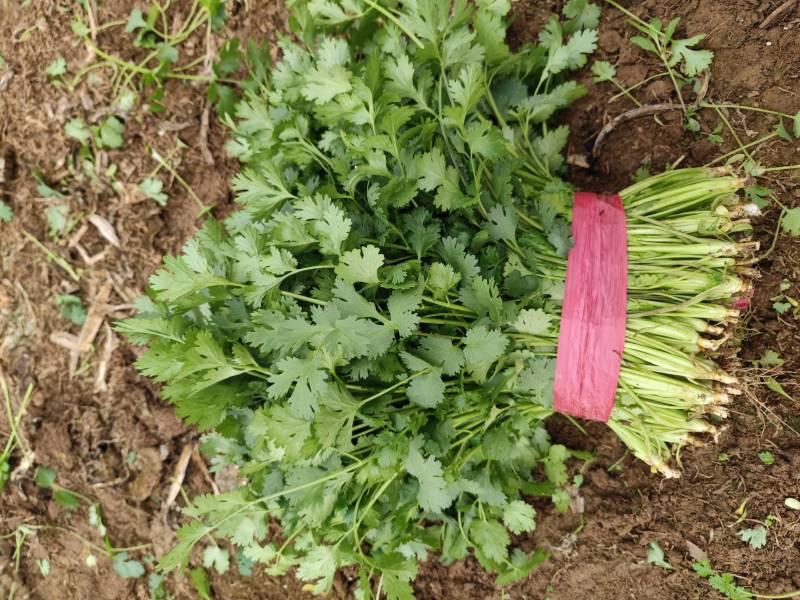 山东德州禹城大叶香菜，粗细均匀，叶片油亮，产配套服务齐全