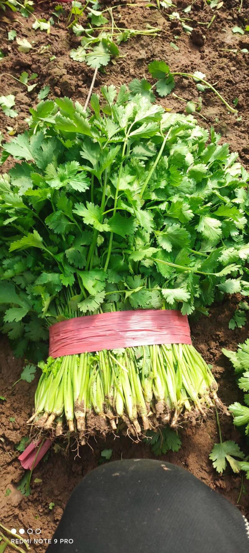 山东德州禹城大叶香菜，粗细均匀，叶片油亮，产配套服务齐全
