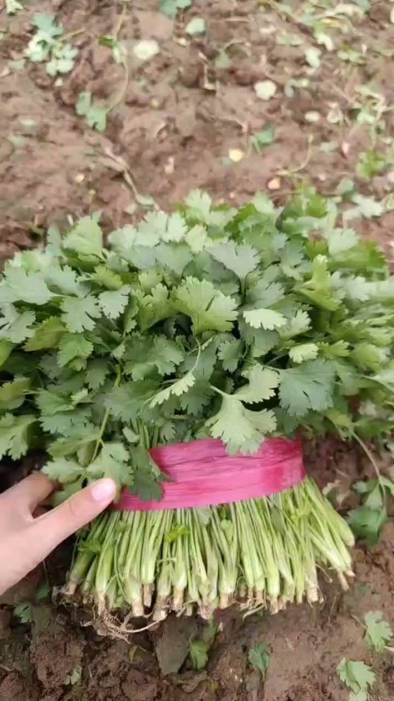山东德州禹城大叶香菜，粗细均匀，叶片油亮，产配套服务齐全
