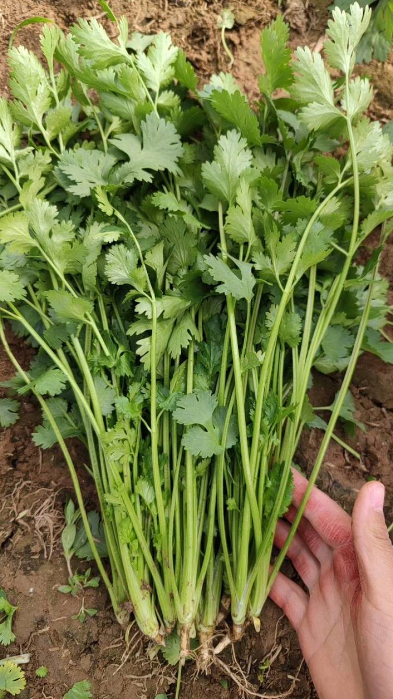 山东德州禹城大叶香菜，粗细均匀，叶片油亮，产配套服务齐全