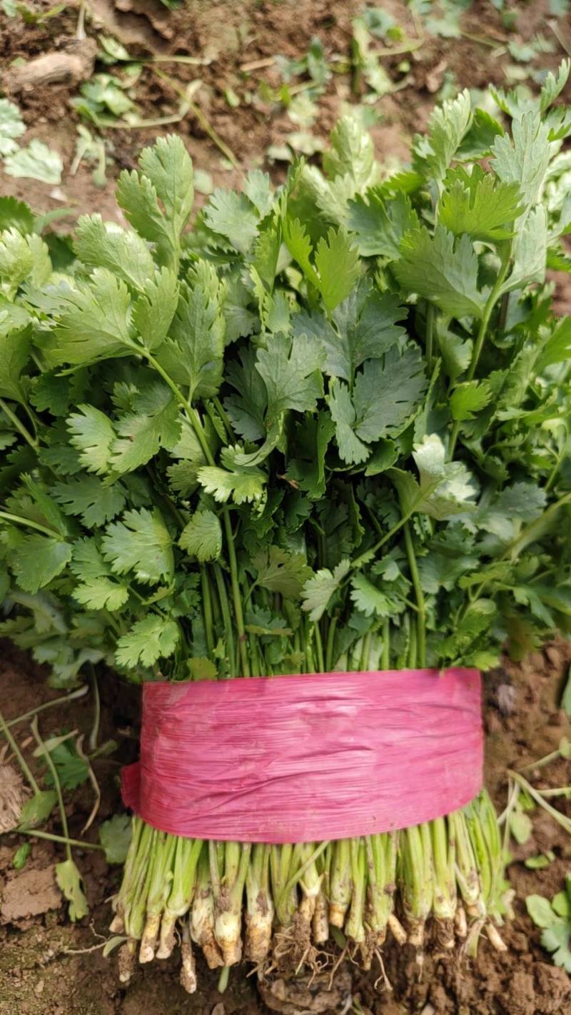 山东德州禹城大叶香菜，粗细均匀，叶片油亮，产配套服务齐全