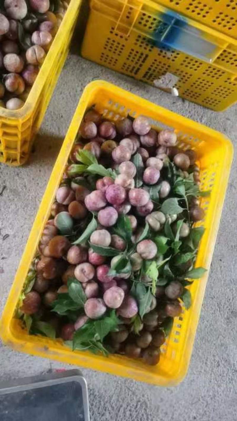 银妃三华李，开始有少量上市。