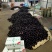 【精选】精品圆茄，紫光圆茄，大量供应，产地直发，品质保证