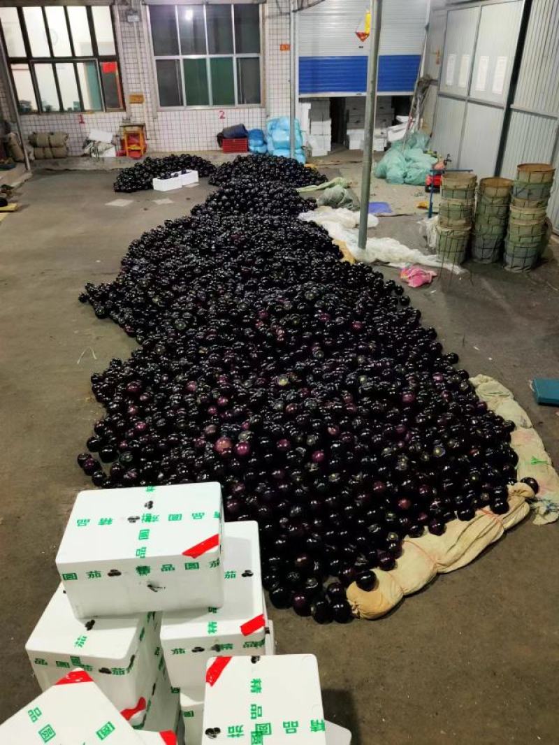 【精选】精品圆茄，紫光圆茄，大量供应，产地直发，品质保证