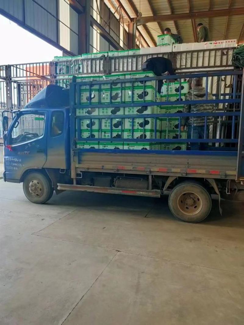 【精选】精品圆茄，紫光圆茄，大量供应，产地直发，品质保证