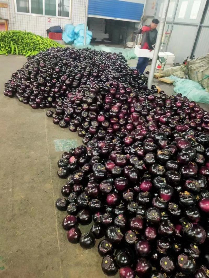 【精选】精品圆茄，紫光圆茄，大量供应，产地直发，品质保证