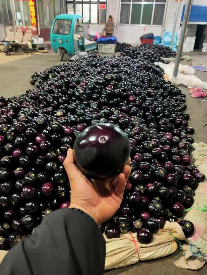 【精选】精品圆茄，紫光圆茄，大量供应，产地直发，品质保证