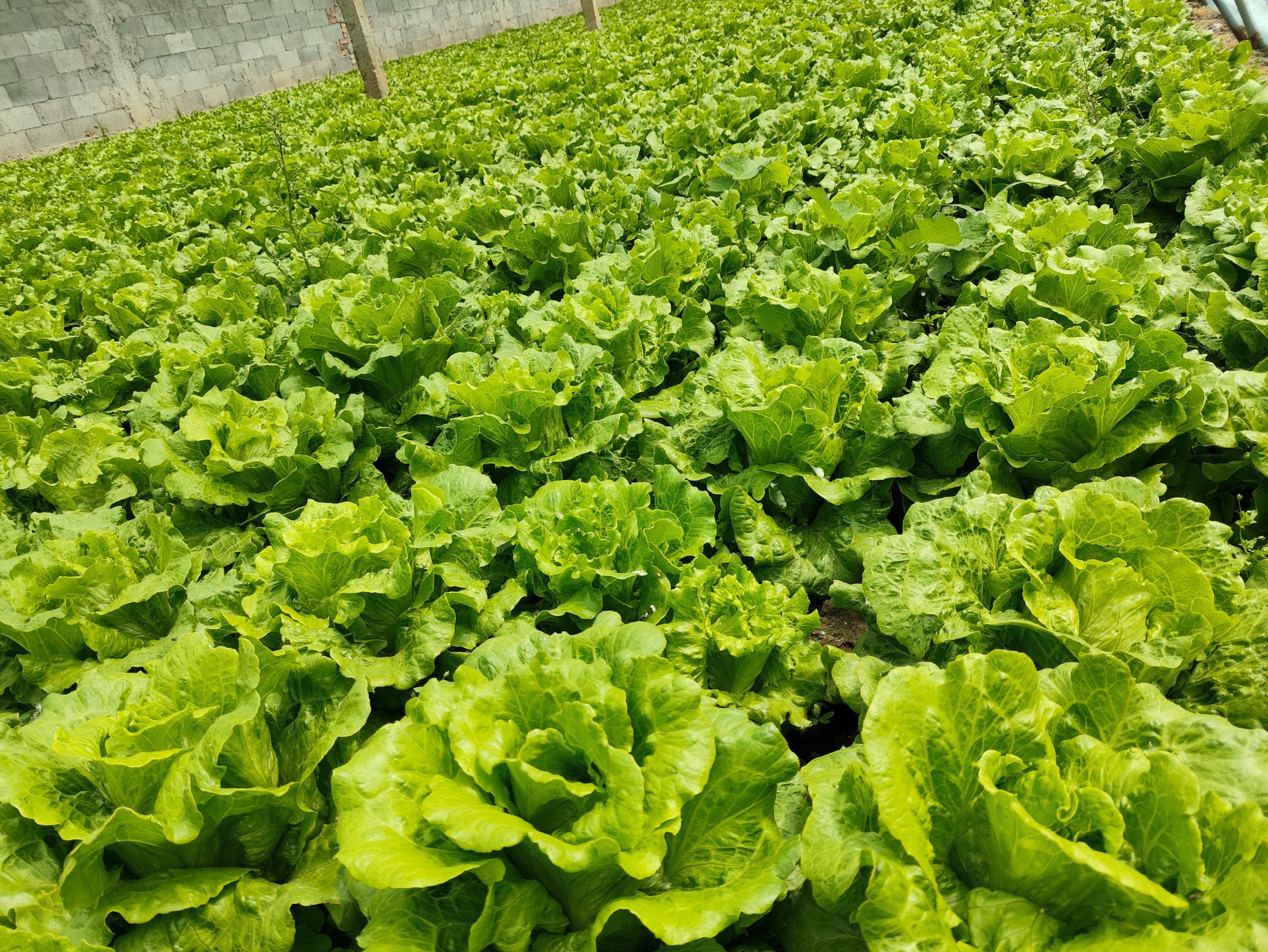 罗马生菜与球生菜对比图