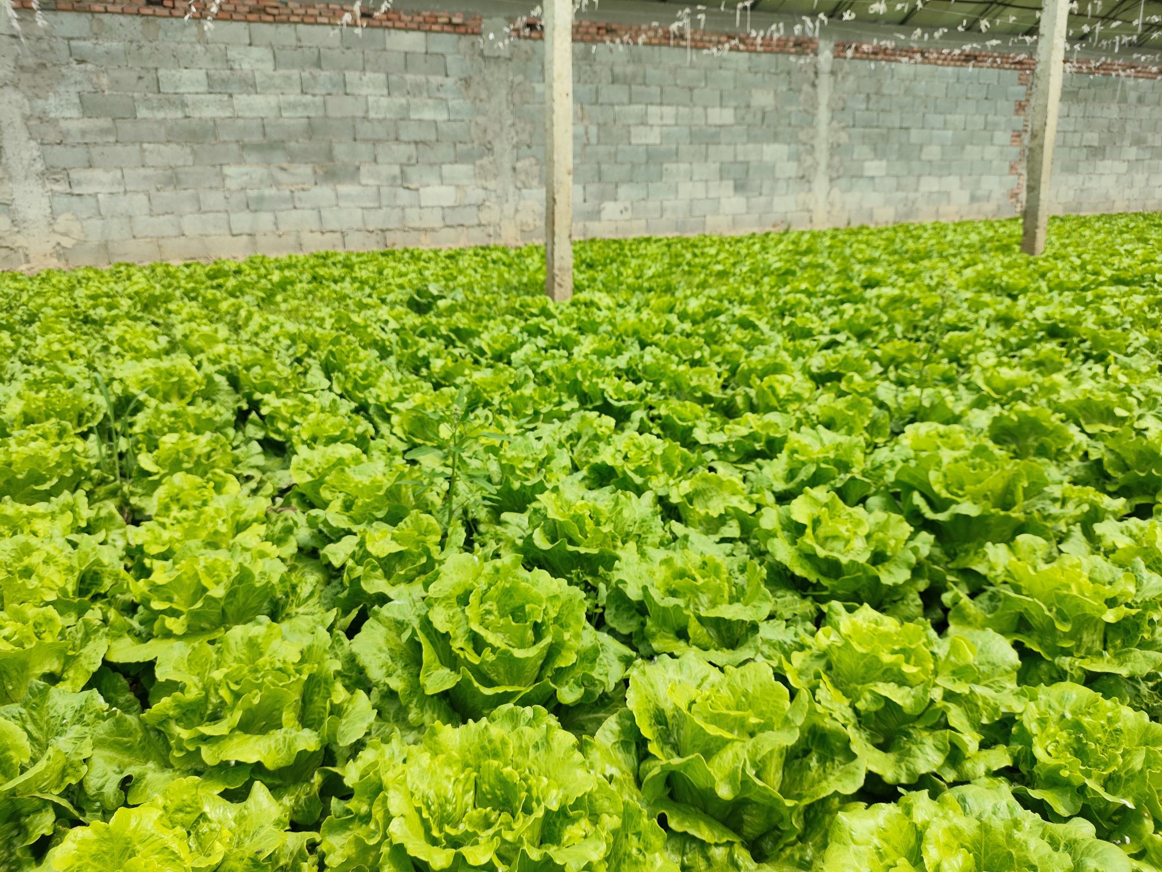 罗马生菜特写图