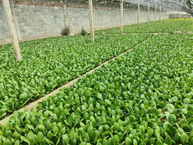 新鲜小油菜(北京本地)专业种植基地，精品优质