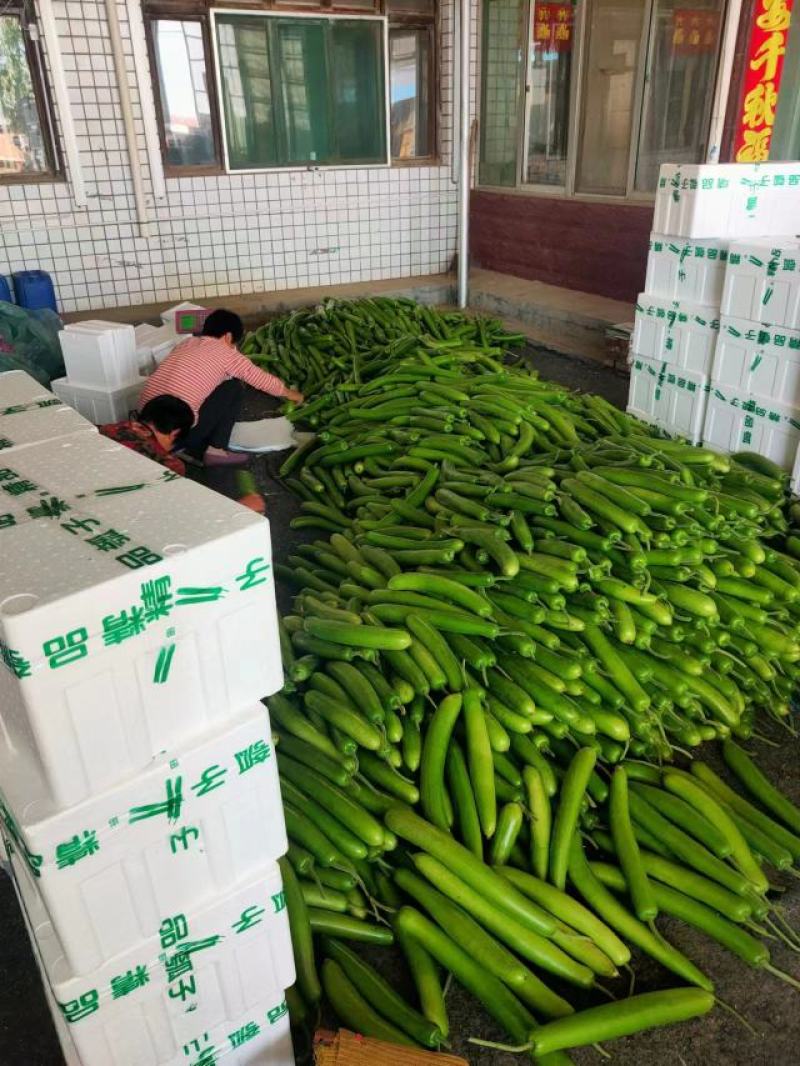山东精品瓠子瓜蒲瓜，大量供应，一手货源，品质保证