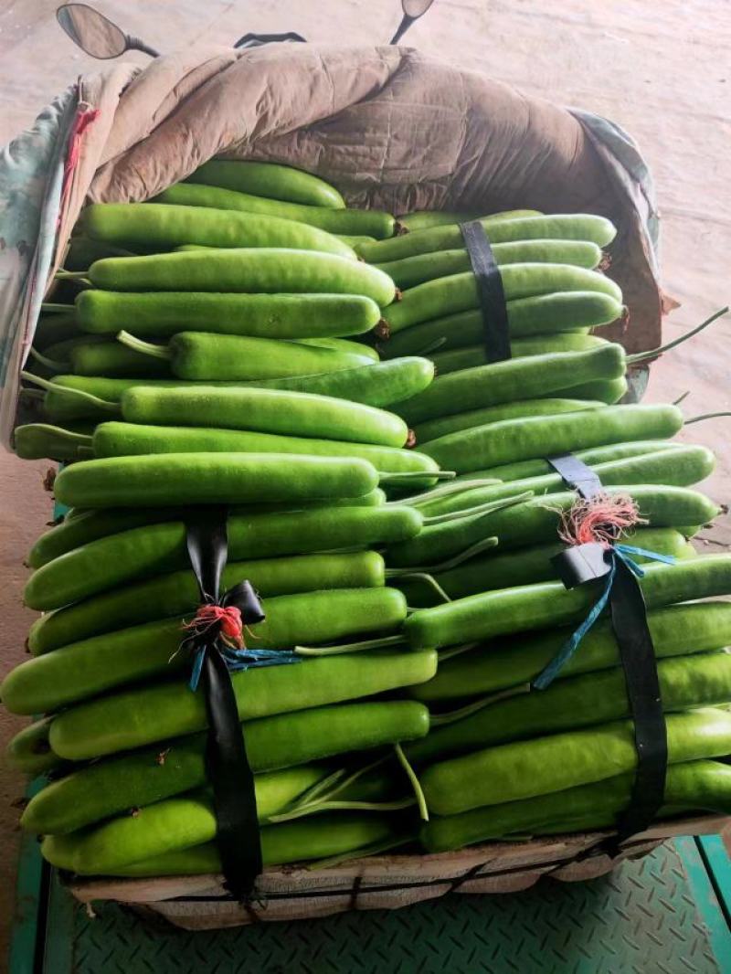 山东精品瓠子瓜蒲瓜，大量供应，一手货源，品质保证