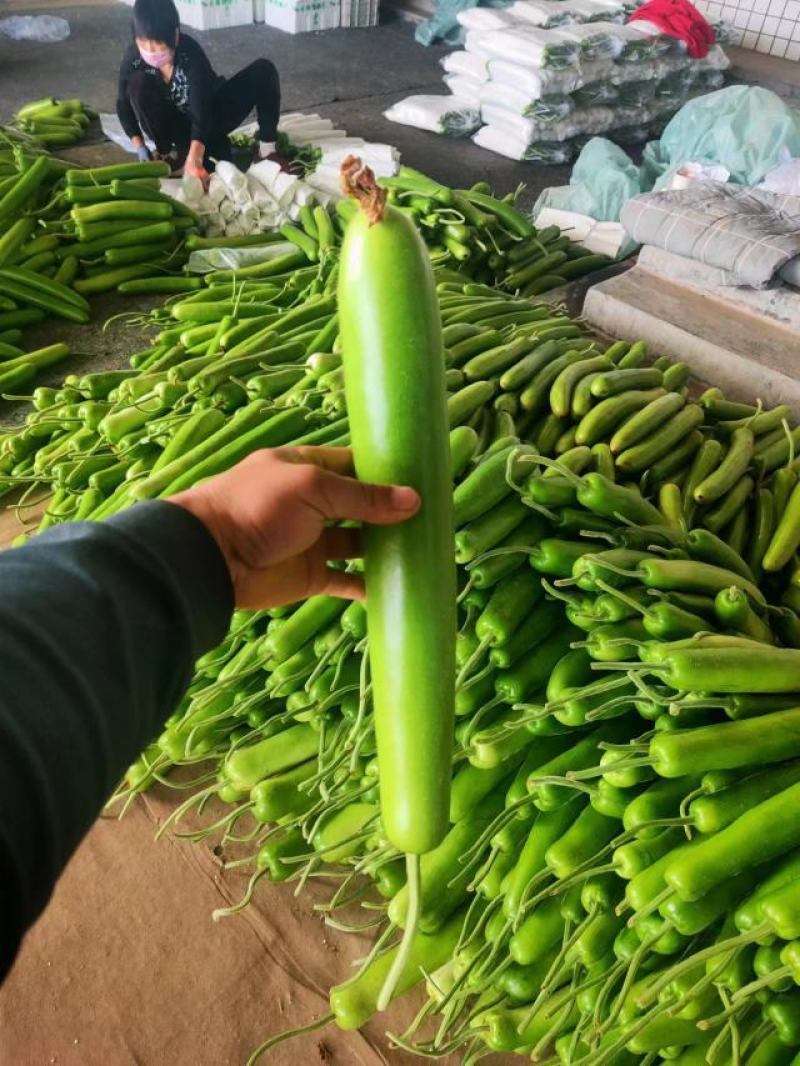 山东精品瓠子瓜蒲瓜，大量供应，一手货源，品质保证