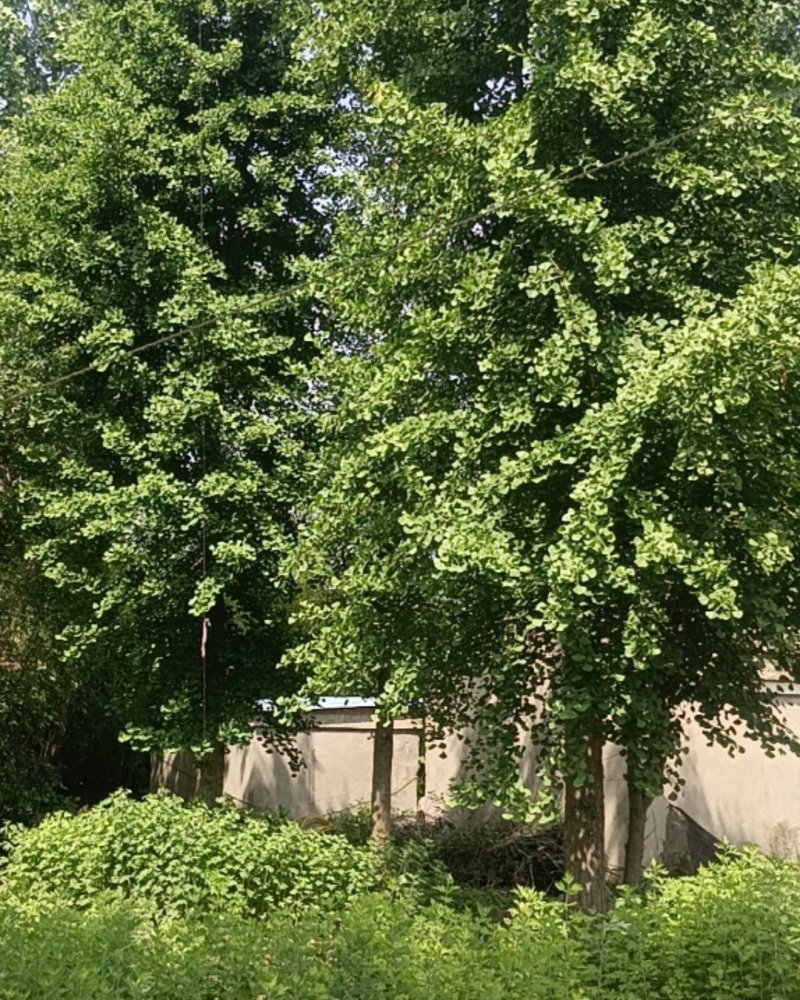 银杏树