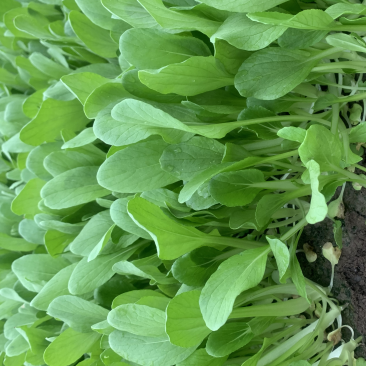 鸡毛菜大量上市需要的老板请联系长期供应