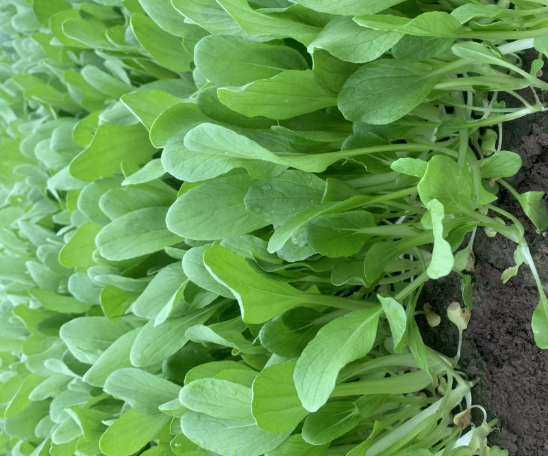 鸡毛菜大量上市需要的老板请联系长期供应