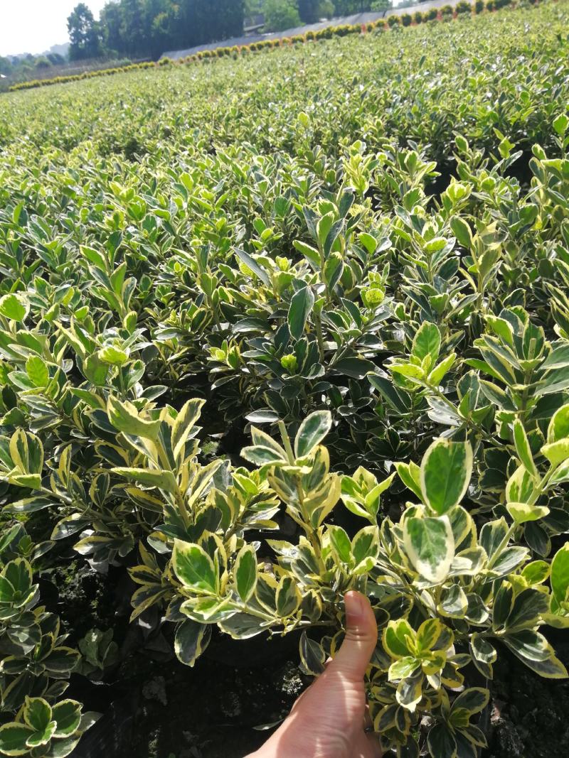 金边黄杨大杯基地，金边黄杨小杯基地，金边黄杨杯苗批发自产
