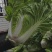 白菜4~6斤春季白菜大量上市了外叶青里面黄丶面积大