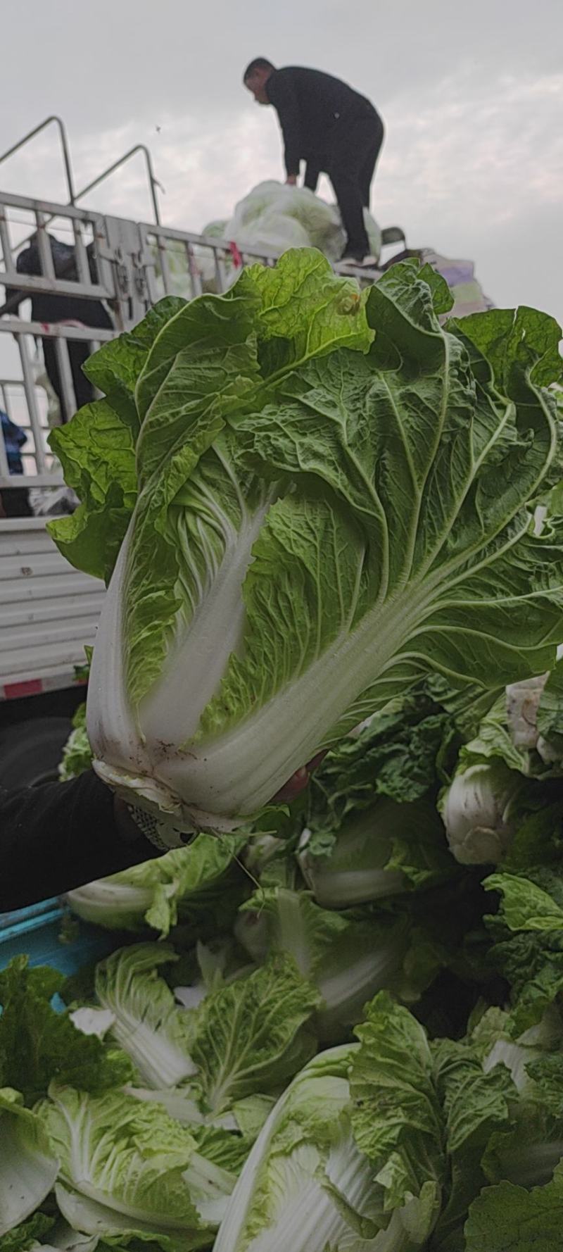 白菜4~6斤春季白菜大量上市了外叶青里面黄丶面积大