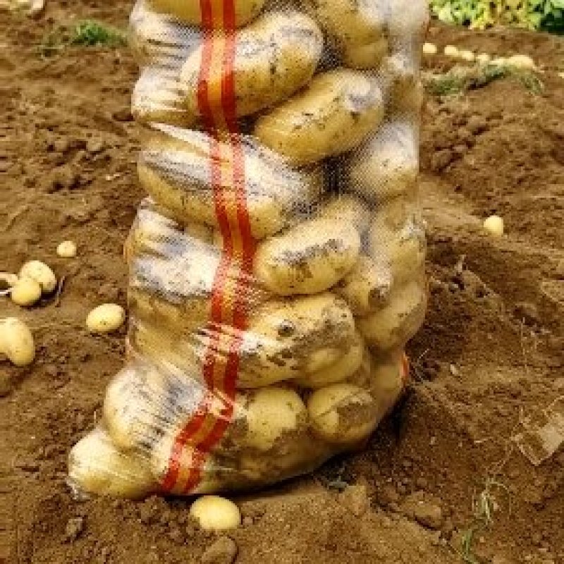 【精品】河南通许v7：希森，土豆大量上市品种齐全欢迎采购
