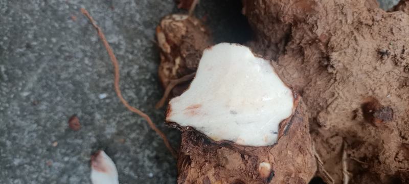 土茯苓，野生土茯苓，货供应平均海拔1500，产地直供价优