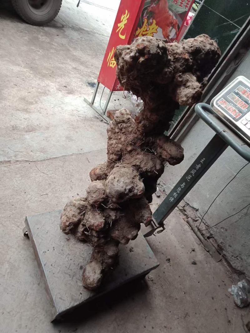土茯苓，野生土茯苓，货供应平均海拔1500，产地直供价优