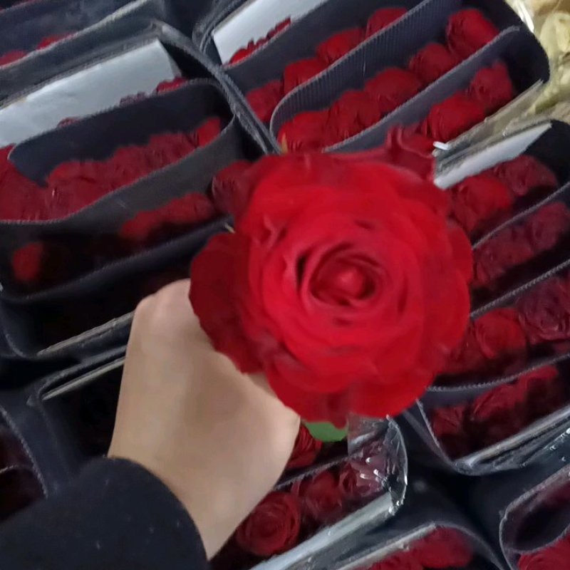 红色玫瑰花云南基地鲜花直批现采现发新鲜到家