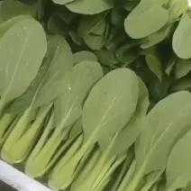 上海青小油菜