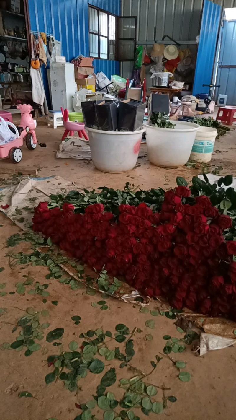 红色玫瑰花云南基地鲜花直批现采现发新鲜到家