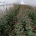 红色玫瑰花云南基地鲜花直批现采现发新鲜到家