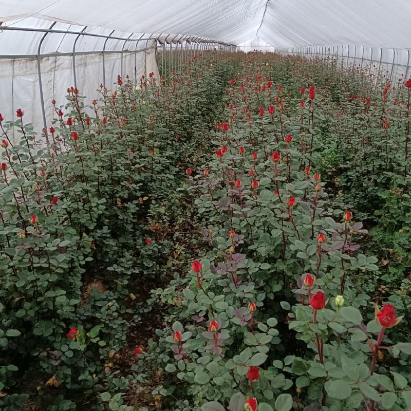 红色玫瑰花云南基地鲜花直批现采现发新鲜到家