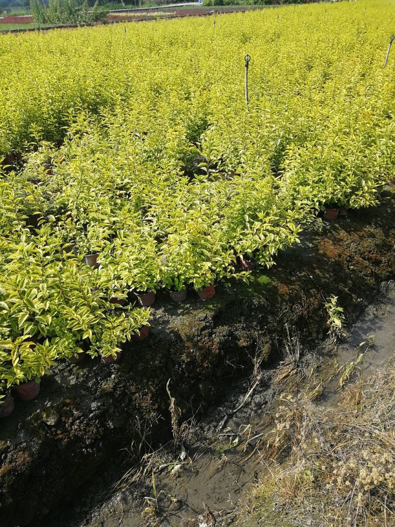金叶假连翘双色杯15杯大杯基地批发，花叶连翘小杯批发基地