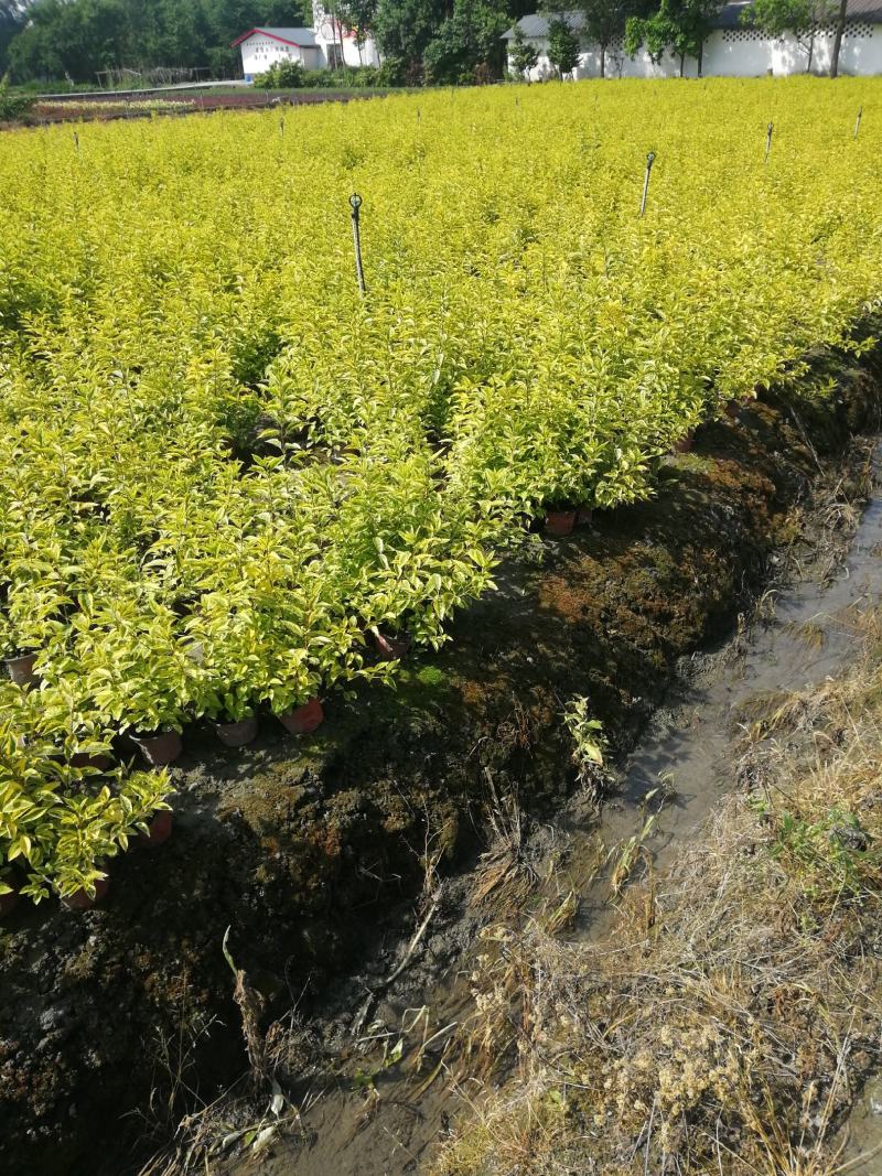金叶假连翘双色杯15杯大杯基地批发，花叶连翘小杯批发基地
