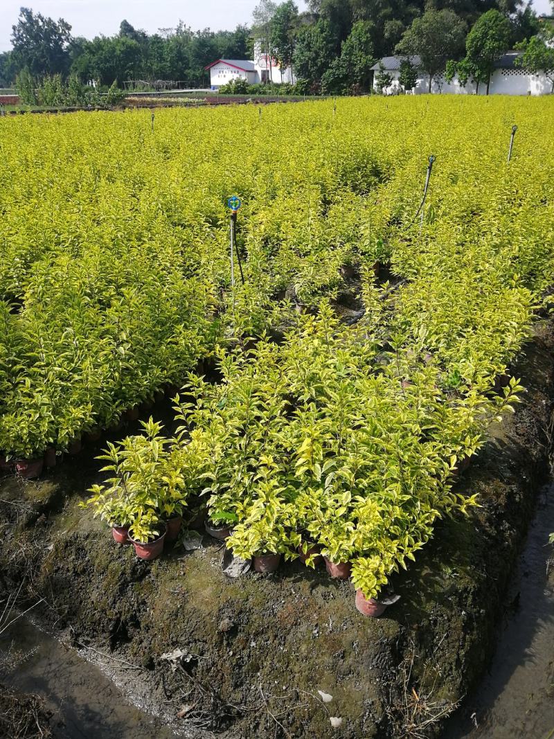 金叶假连翘双色杯15杯大杯基地批发，花叶连翘小杯批发基地