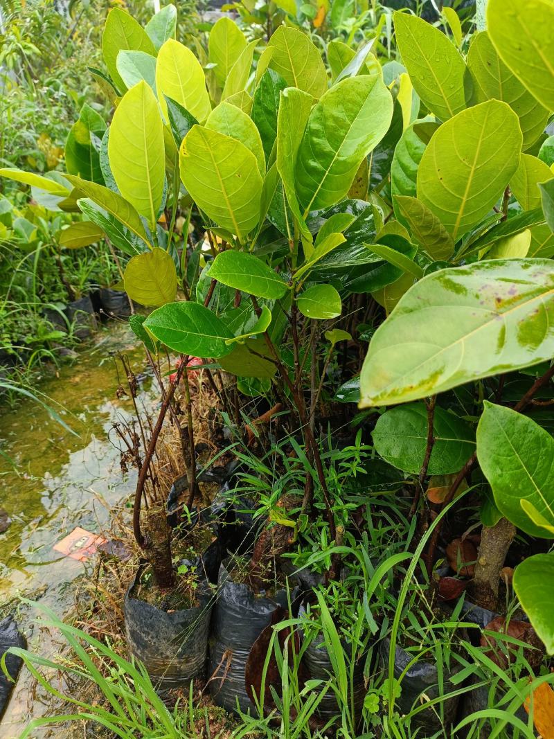 广西钦州菠萝蜜1号8号12号苗，苗木基地，产地直发