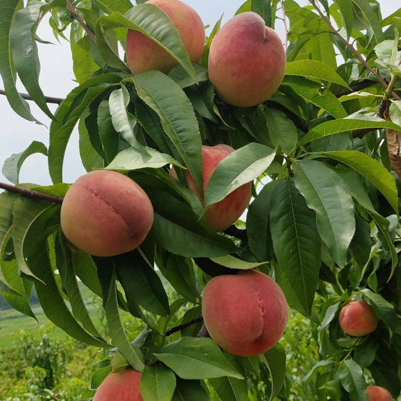 陕西毛桃突围桃夏红北京7号千亩货源量大从优