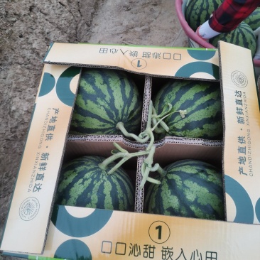 盐城精品无籽麒麟瓜