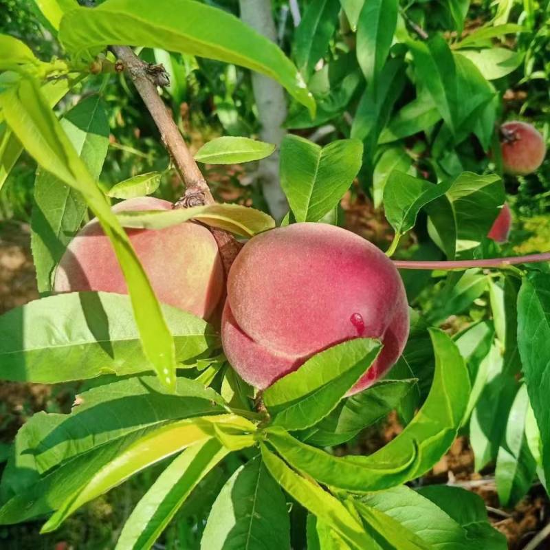 陕西毛桃突围桃夏红北京7号千亩货源量大从优